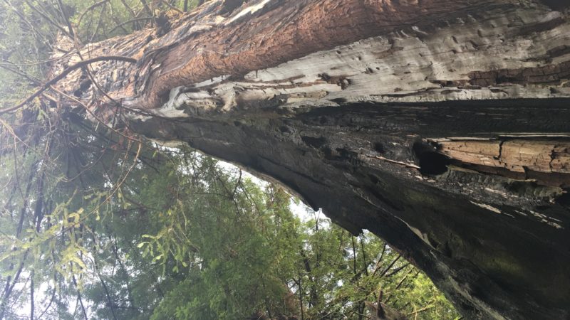 Lightning-scarred redwood tree at Mitchell Grove in Humboldt County, shaped like a cathedral, part of the surrounding redwood forest.