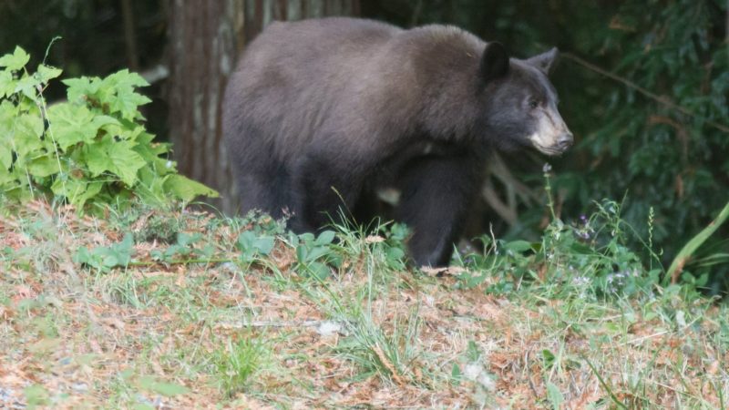 A black bear standing at the edge of the redwood forest near Mitchell Grove, part of the natural wildlife that shares the landscape with the venue.