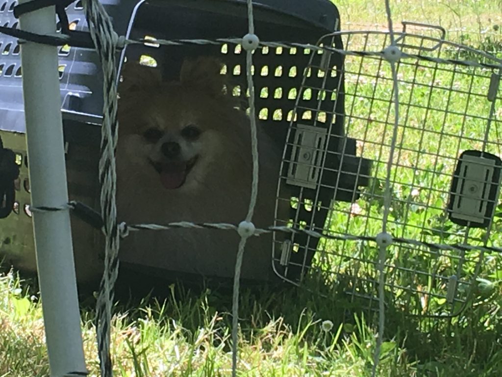 Dog in crate behind an electric fence ...
