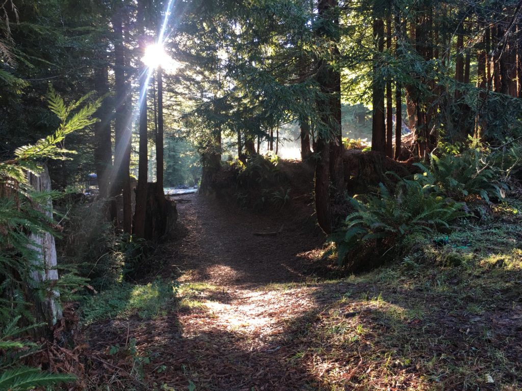 A beautiful forested area with sun streaming through.