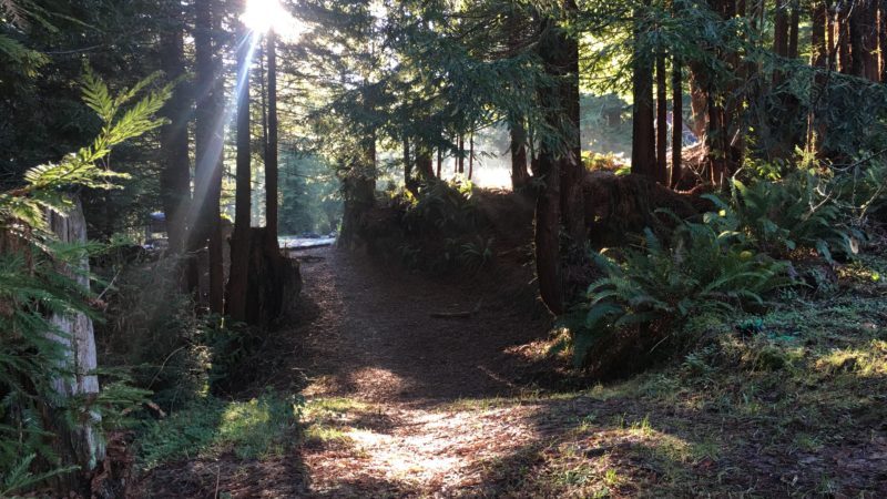 Wedding photo area in redwoods with sunlight streaming through the trees