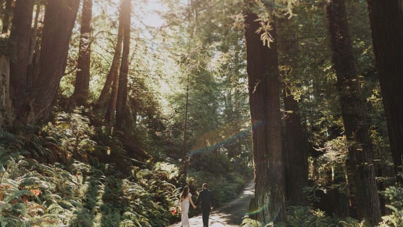 Couple walking in a forest ...