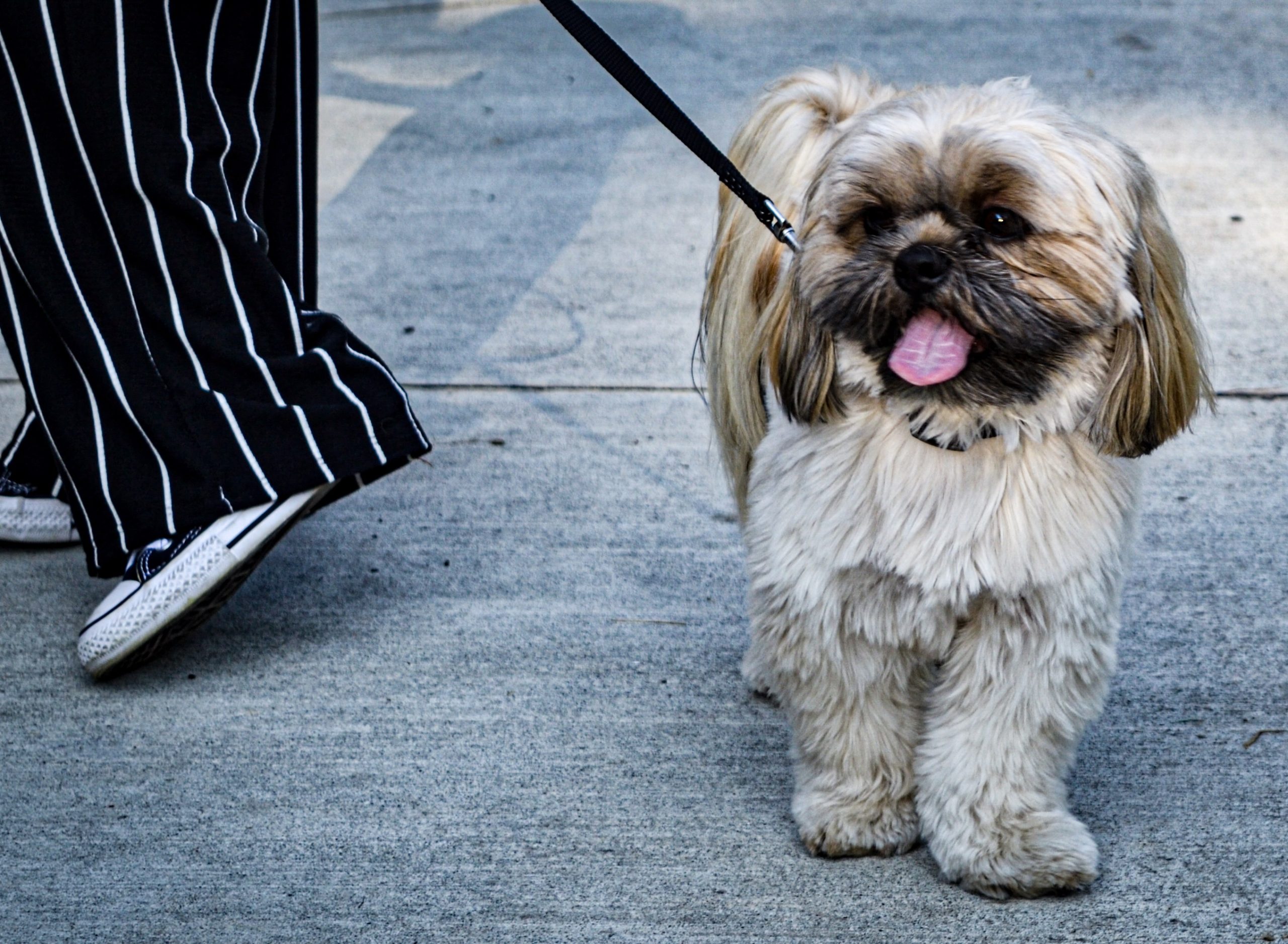 Dog on a leash at a garden wedding ceremony, Mitchell Grove
