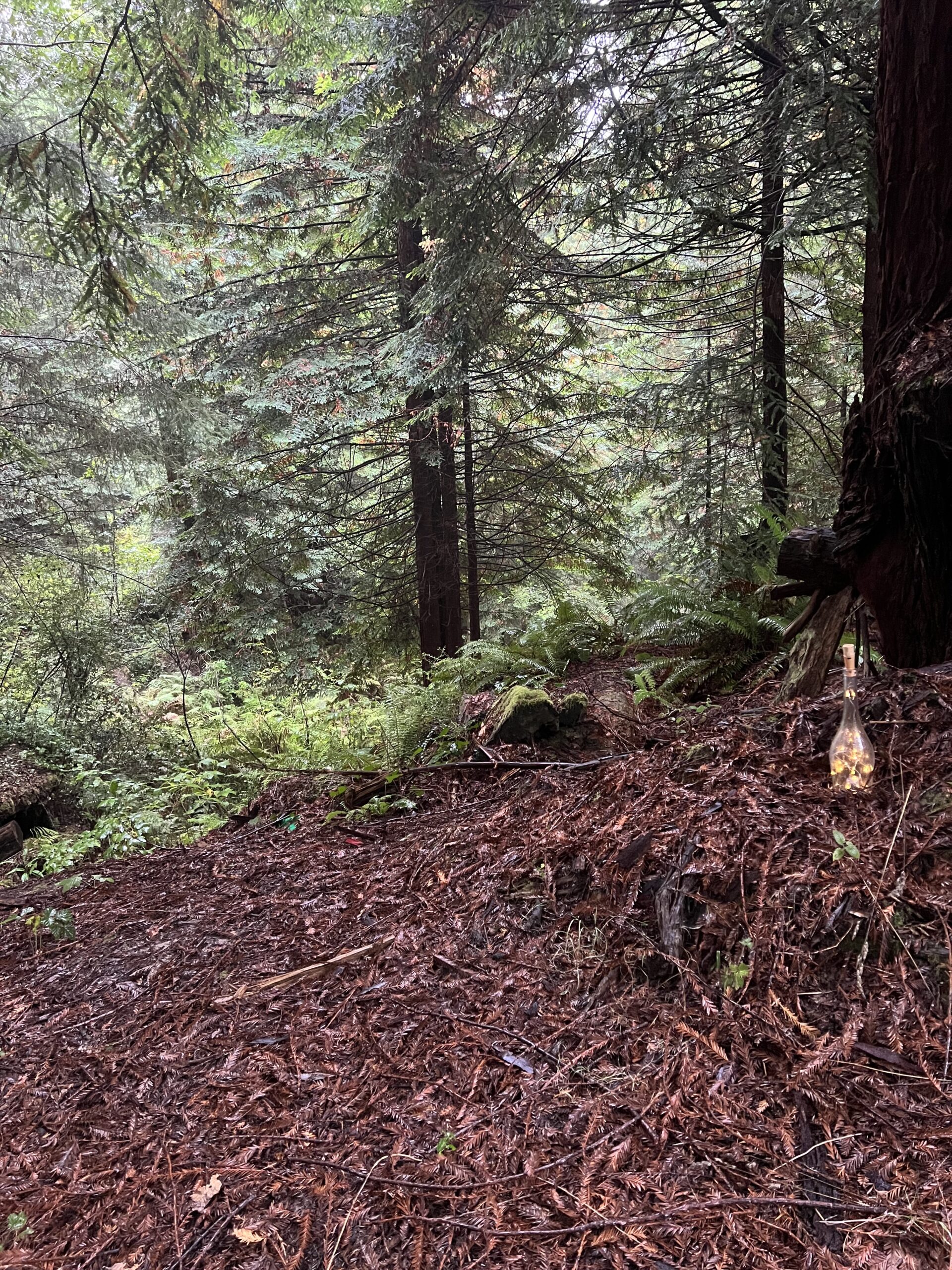 Fairy lights in bottles lighting the path to a wedding ceremony clearing in the redwood forest at Mitchell Grove.