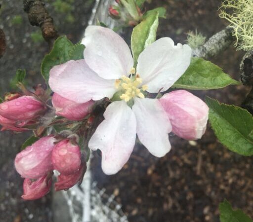 Close-up of apple blossom at Mitchell Grove wedding venue in Northern California
