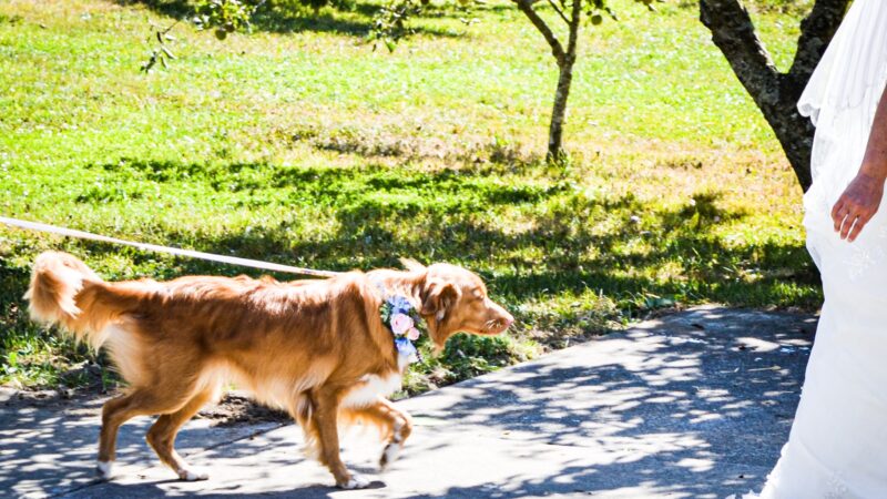 Dog with flower collar on a leash looking at bride during outdoor wedding ceremony at Mitchell Grove in Northern California