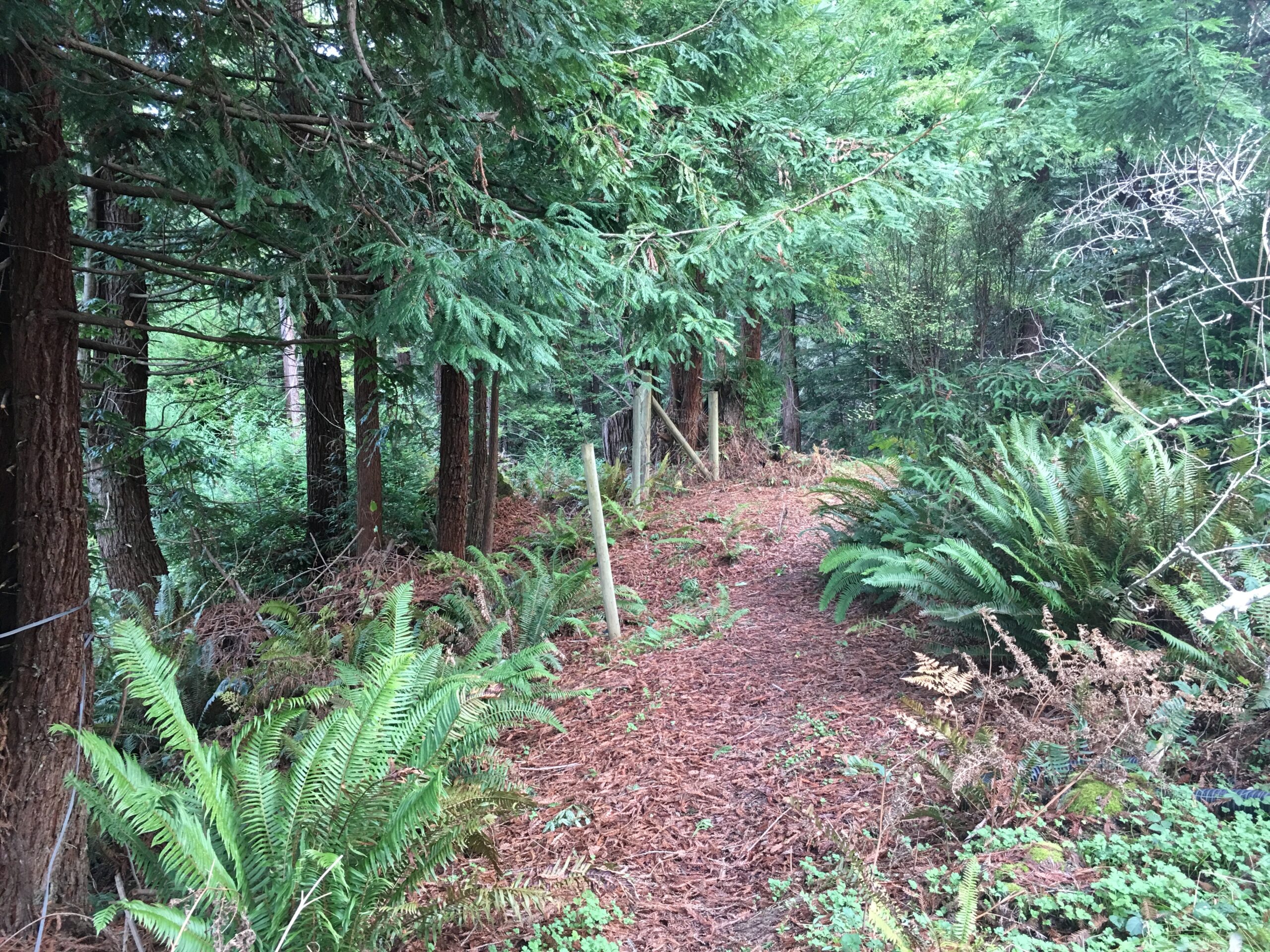 Shaded forest path at Mitchell Grove, a rustic wedding venue in Humboldt County near Eureka, California