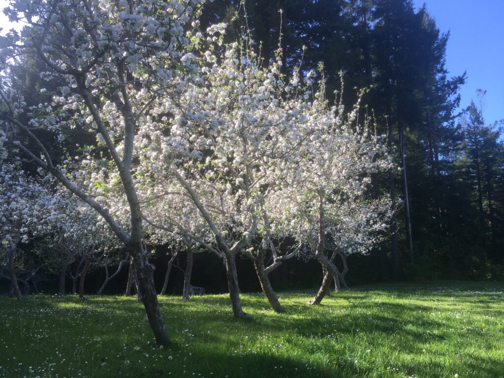 Apple tree in full bloom with sunlight, symbolizing spring beauty at Mitchell Grove