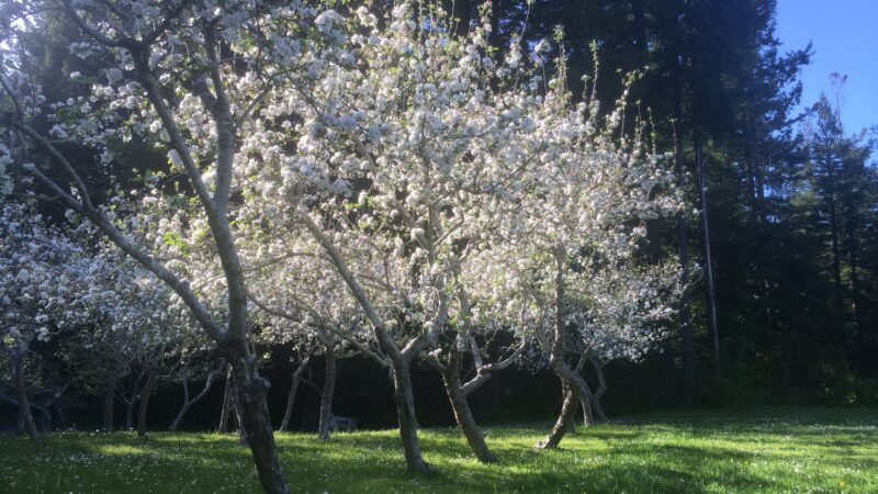 Apple tree in full bloom with sunlight, symbolizing spring beauty at Mitchell Grove