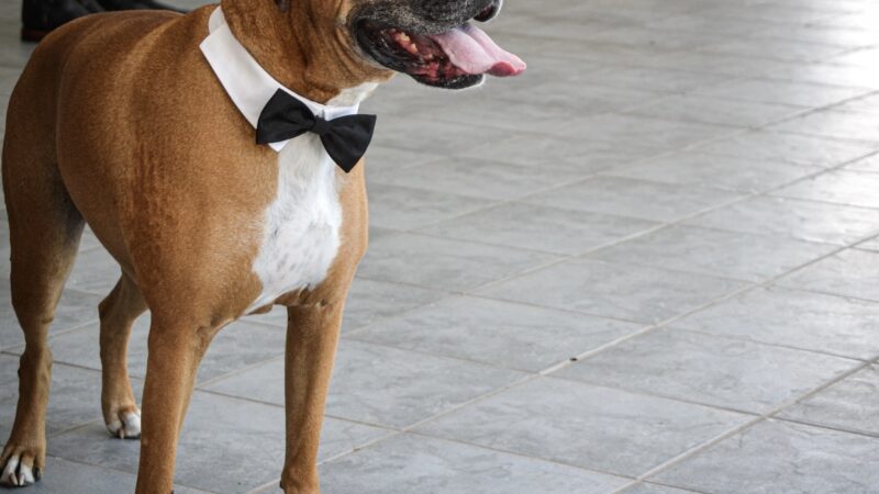 Boxer dog in a black bowtie at a rustic wedding venue in Northern California