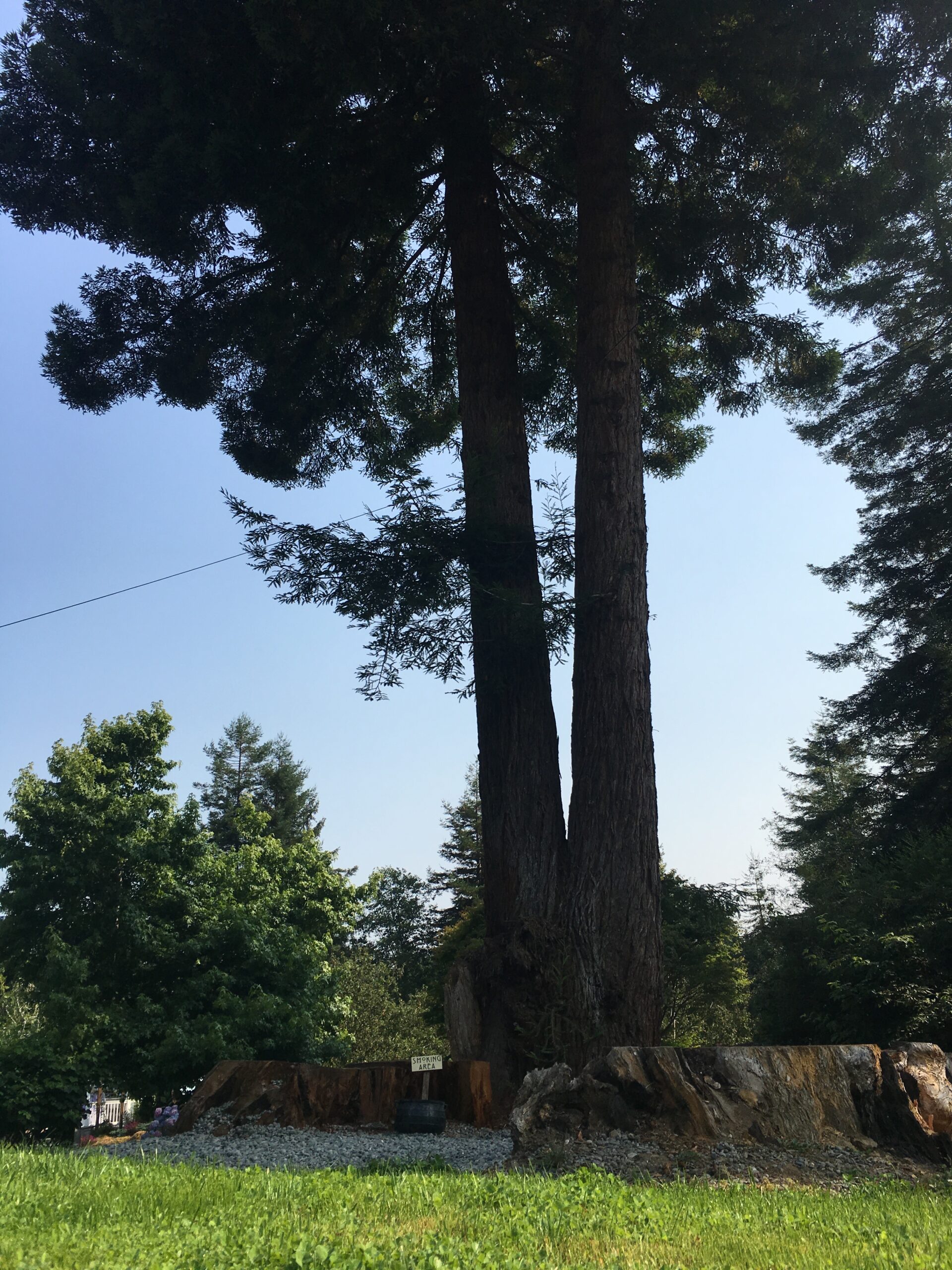 Two trees joined together in Mitchell Grove’s private forest, a symbolic setting for intimate weddings and elopements in Humboldt County, California.
