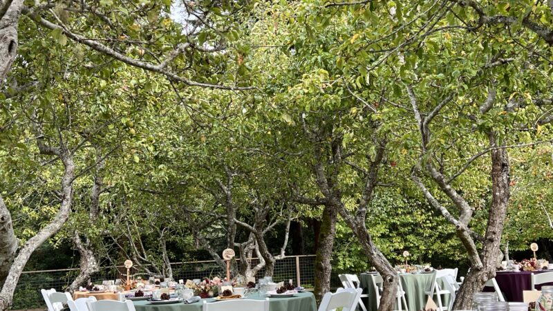 Reception setup in the Orchard by the hall at Mitchell Grove, with tables under orchard trees and twinkle lights strung above ready for nightfall.