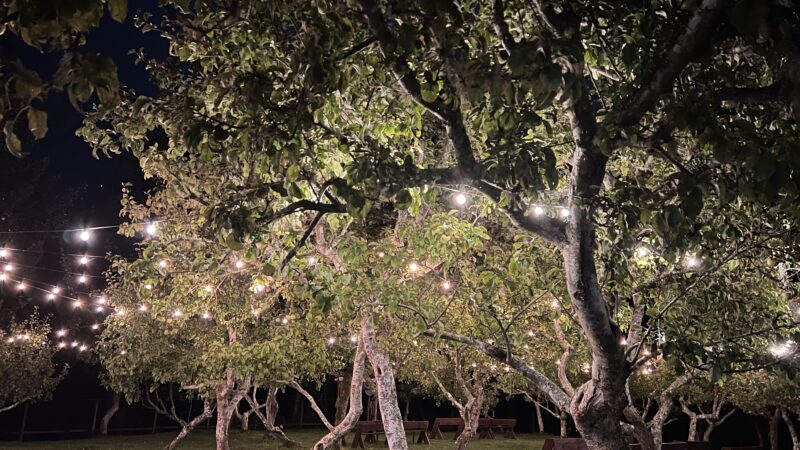 Orchard trees at Mitchell Grove glowing with twinkle lights at night in Humboldt County, Northern California.