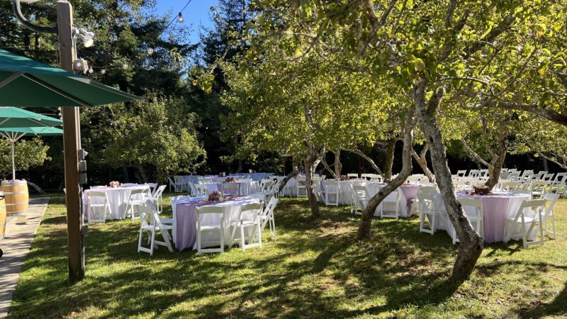 Circular tables set up in the orchard at Mitchell Grove beneath arching apple trees.