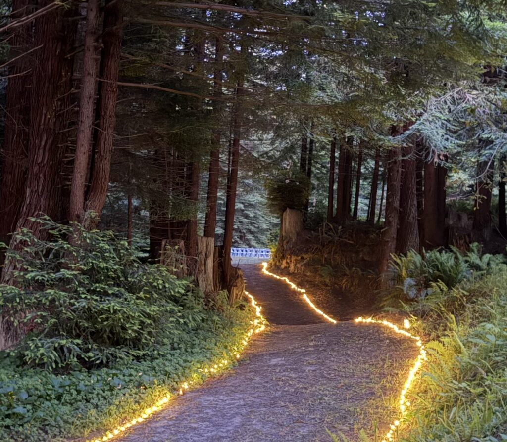 Pathway lights guide wedding guests through the redwood forest to the ceremony clearing at Mitchell Grove.