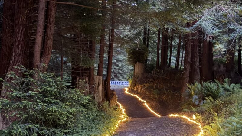 Pathway lights guide wedding guests through the redwood forest to the ceremony clearing at Mitchell Grove.