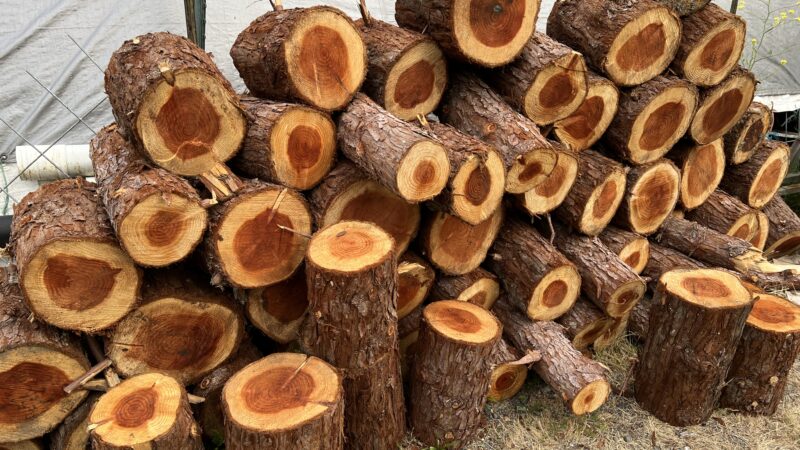 Decorative redwood rounds for wedding décor available in the Mitchell Grove lending closet.